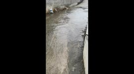 Golden retriever calmly relaxes in flowing gutter in Guangdong, China