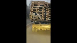 Dog spotted hitching rides on trucks in Moscow, Russia