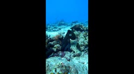 A rare, close-up underwater shot capturing an octopus instantly changing its color in real time. Filmed by a PADI Dive Instructor in the Maldives, the footage reveals natural behavior that is extremely difficult to witness or record