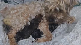 Border Terrier feeding her new born puppies.