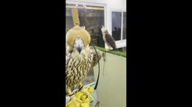 Pet falcons in Bahrain