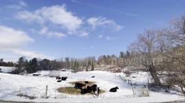 Cows feeding and staying warm in Southern Vermont