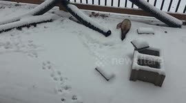 US: Snow Accumulates Across Kansas as Ferrets Enjoy First Snowfall