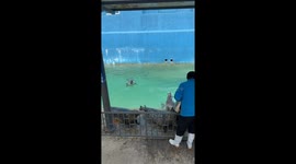 Energetic seal entertains visitors at Ocean World in Shandong, China