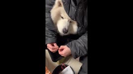 Pet dog patiently enjoys sunflower seeds in Chongqing, China