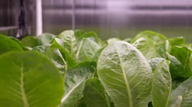 China: China unveils smart shipboard farm to supply offshore workers with fresh produce