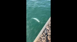 Queensland grouper ambushes caught fish near boat in Weipa, Australia