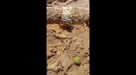 Crab humorously clutches money like Mr. Krabs in West Sumatra, Indonesia