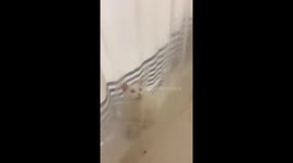 Deaf cat plays with shower water in Arizona, USA