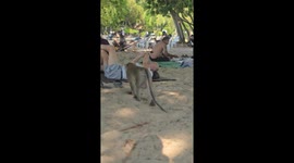Monkey joins tourists for picnic in Sattahip, Thailand