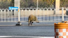 Wild boar trapped in traffic barrier in Jiangsu, China