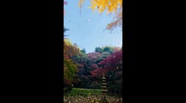 Japan: Autumn Colors Reach Their Peak Across Kyoto, Attracting Visitors 4