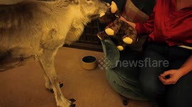 Hand-reared reindeer thinks it's a dog and snuggles 'spaniel' siblings by Xmas tree