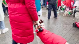 Hundreds of dogs and owners don festive costumes for Christmas parade