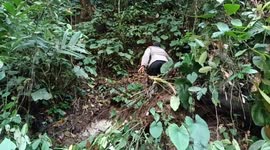 Searching for disaster victims, the search and rescue team found the Rafflesia Arnoldi flower.