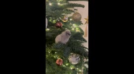 Best Christmas tree ever