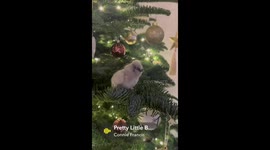 Chicks in the Christmas Tree