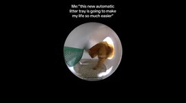 Goofy Cat Adventures: Fisheye Lens Captures Hilarious Feline Antics