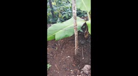 sumatran tiger evacuation process