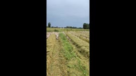Mekong Delta Marvel: Thousands of Ducks Create a Stunning Visual Display on Rural Road