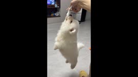 Playful Samoyed shows strong bite grip in Jiangxi, China