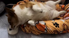 Lazy dog drinks milk while lying on its bed in Guangdong, China
