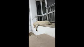 Dog nearly falls from windowsill while sleeping in Shandong, China