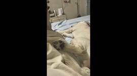 Dog reacts playfully to owner’s teasing in Xinjiang, China