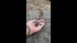 Squirrel grabs seeds from man's hand and munches on them