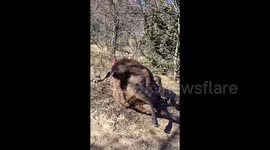 Herder's painstaking rescue of goat twisted and tangled in barbed wire