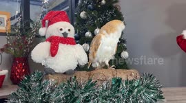 Barn and tawny owls pictured preparing for Christmas in adorable photos