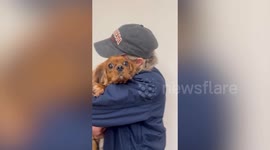 Owners reunited with stolen dog left heartbroken as four puppies remain missing