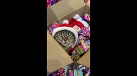 Kitty dresses as Santa Claus in a box of presents
