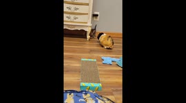 Kitten runs while being approached by a curious guinea pig
