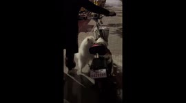 The Uninvited Scooter Passenger