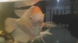 Ornamental fish in a minimalist pond can grow large.