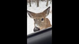 Curious deer greets travellers in the Poconos—TikTok clip hits 14.5K views in one day