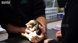 Double puggle as baby echidnas rescued by sanctuary