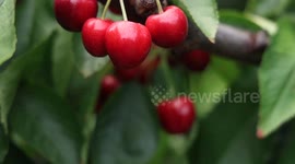 Chile: Chile embraces bumper cherry harvest, with 90 percent exported to China