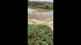 Plucky dog battle through fast-flowing river to reach safety