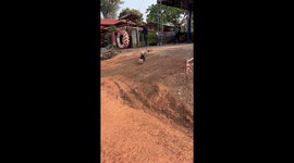 French bulldog dribbles football like a pro across dusty road