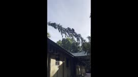 Mother and baby Orangutans in Borneo ride a bending a tree branch to reach the roof of a building