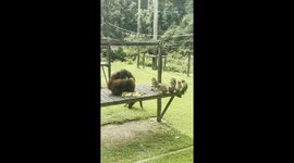 Monkey Mischief: Tiny Monkeys vs. Giant Orangutan for Banana Booty!