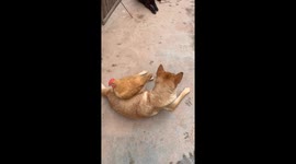 Dog stays calm while hen pecks its fur and sits on it