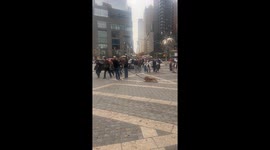 Lazy Dog Refuses to Leave Columbus Circle in NYC