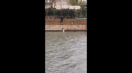 Stray dog clings to side of river before being rescued in China