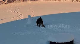 Police dog caught on camera stealing snowman's arm