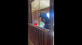 Kids Horse Make Frozen Fruit Cup for Horse