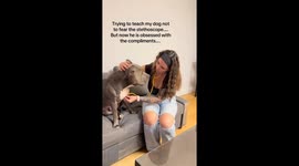 Arlo is scared of stethoscopes so we tried training him not to be…. Now he is obsessed with the compliments