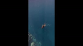 Sea cucumber stowaway removed from turtle—viral Instagram clip hits 4.2M views